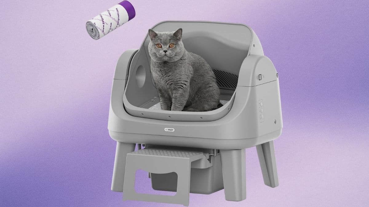 PetPivot AS12 Automatic Litter Box: A Practical Open-Top Solution for Safer and Easier Cleaning
