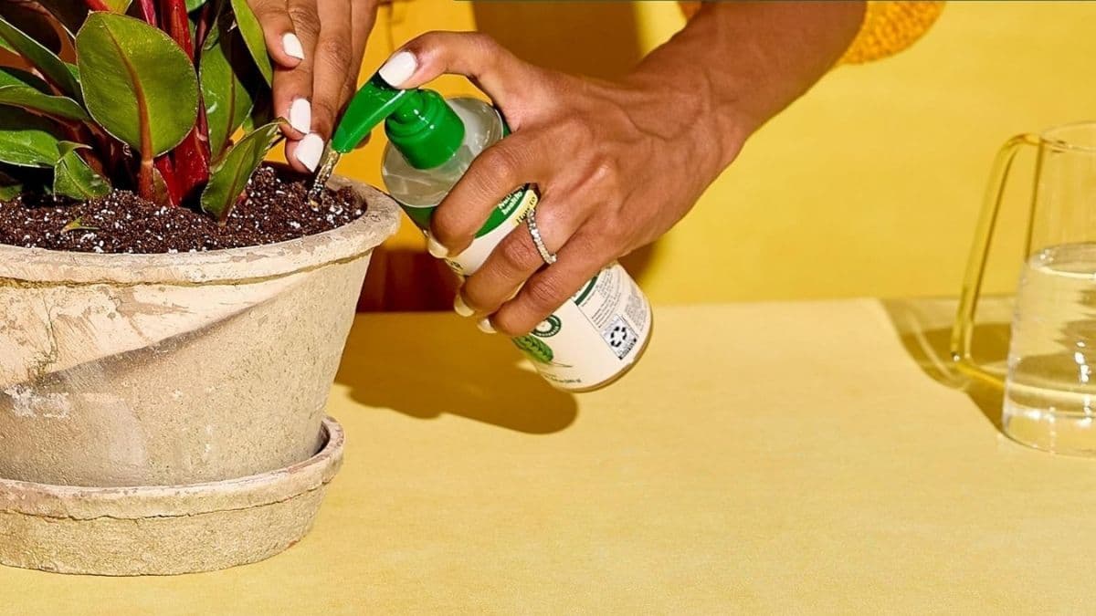 Miracle-Gro Indoor Plant Food: A Simple, Fast-Acting Solution for Healthier Houseplants